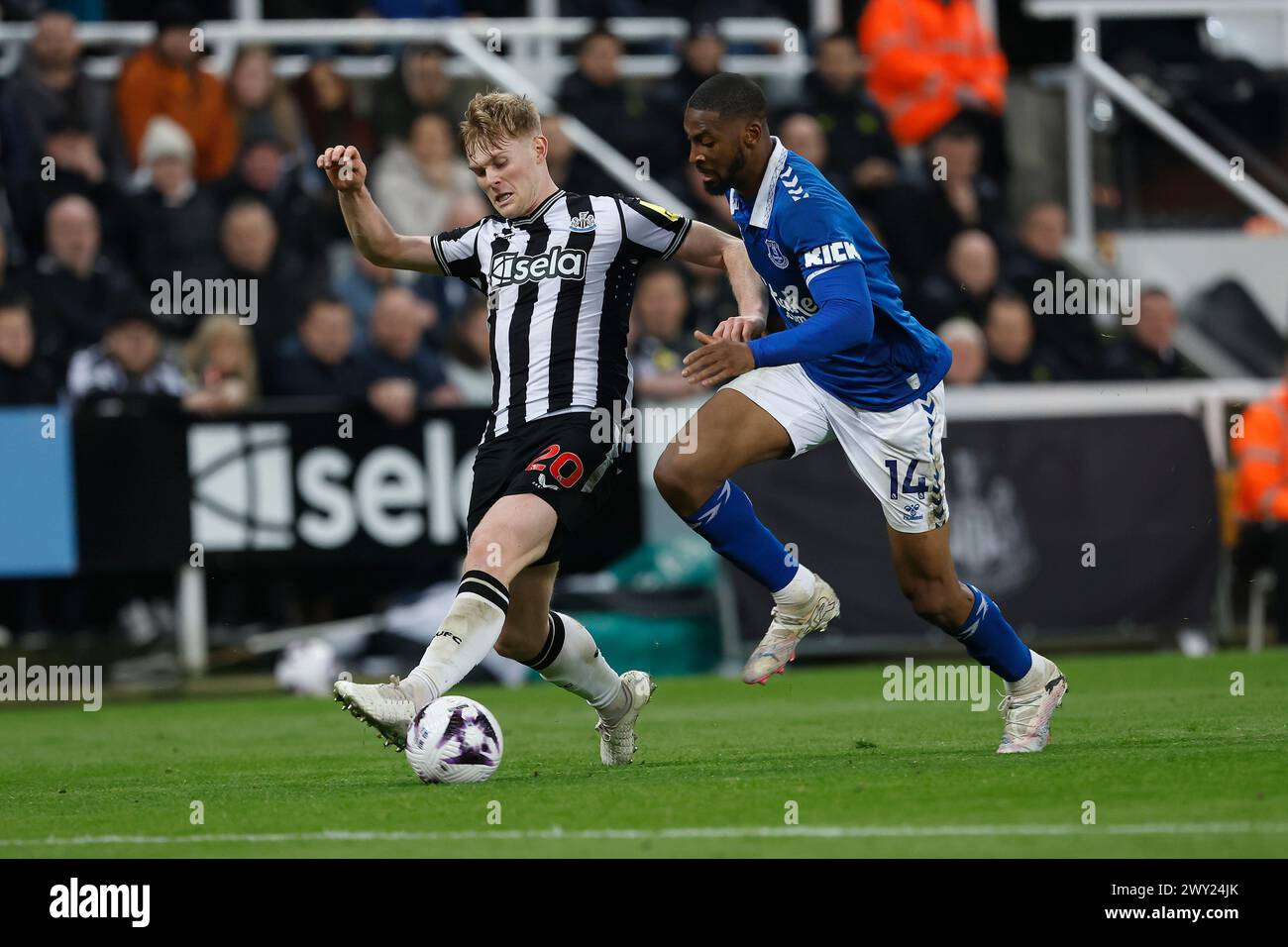 Die Lewis Hall von Newcastle United kämpft mit Beto of Everton während des Premier League-Spiels zwischen Newcastle United und Everton in St. James's Park, Newcastle am Dienstag, den 2. April 2024. (Foto: Mark Fletcher | MI News) Credit: MI News & Sport /Alamy Live News Stockfoto