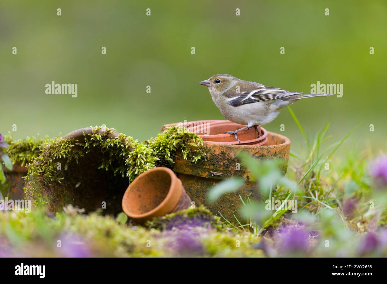 Fringilla Coelebs, erwachsenes Weibchen, das auf Blumentöpfen steht, Suffolk, England, April Stockfoto