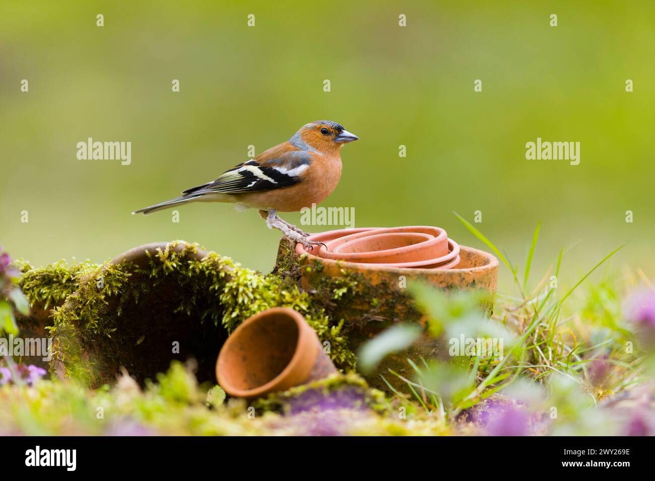 Fringilla Coelebs, männlicher Erwachsener, der auf Blumentöpfen steht, Suffolk, England, April Stockfoto