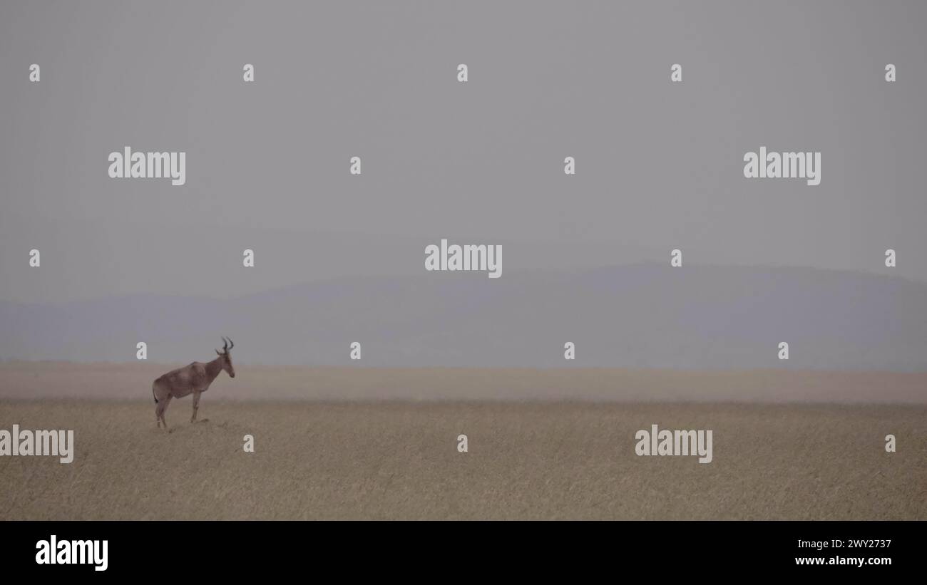 Abstrakte Antilope Stockfoto