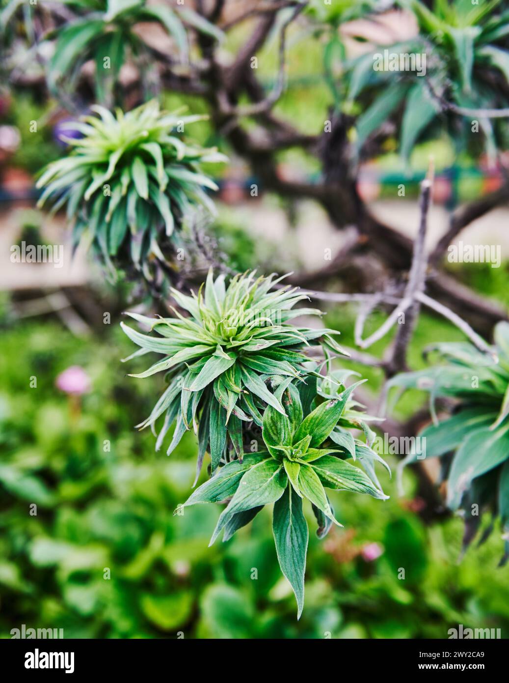 Nahaufnahme der grünen Flora der Insel Madeira, Portugal, Europa Stockfoto