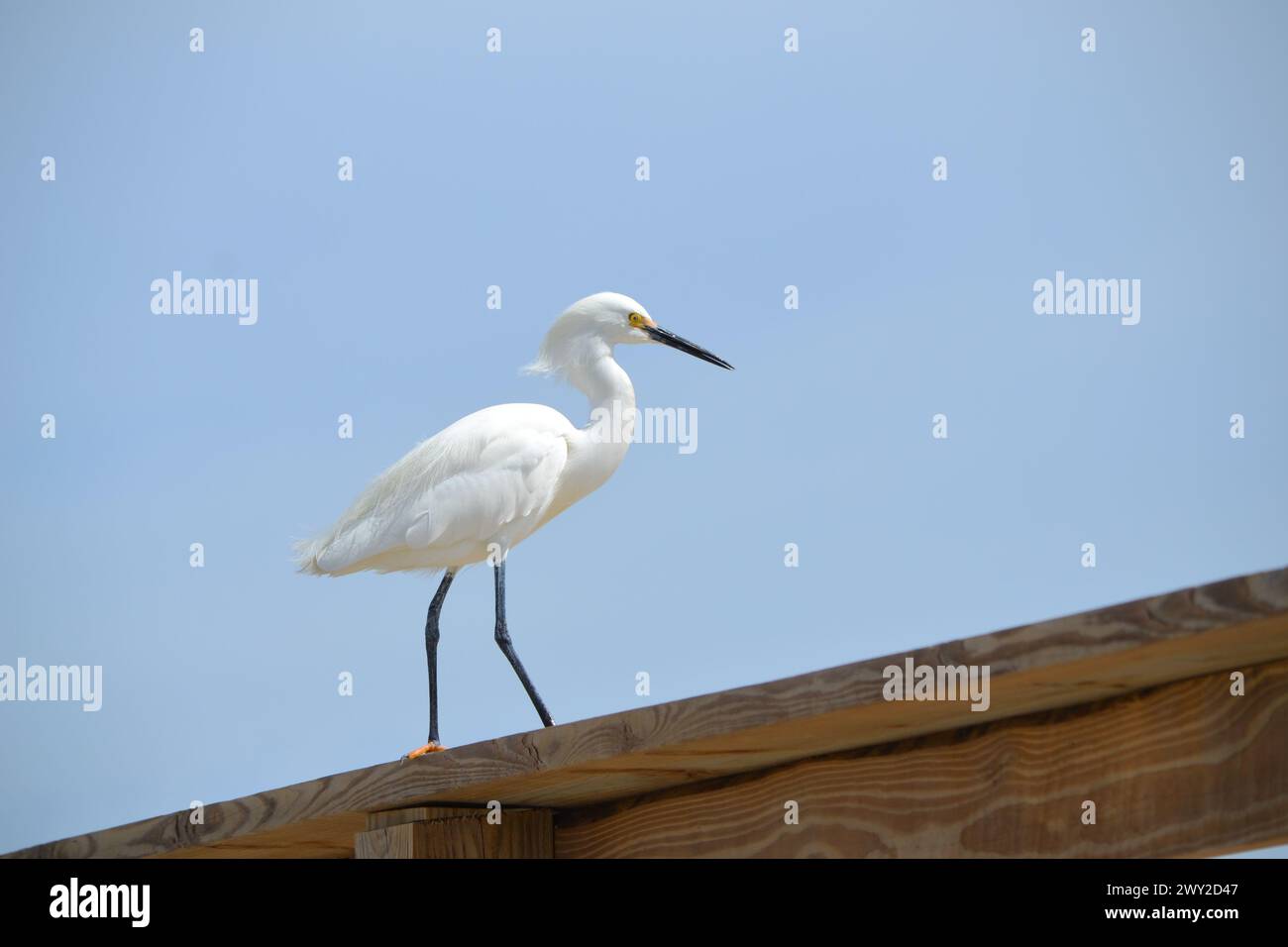 Auf einem Holzzaun vor dem Hintergrund eines klaren blauen Himmels am Ponce Inlet, Jetty Beach, Florida, sitzt ein Schneehegret. Stockfoto