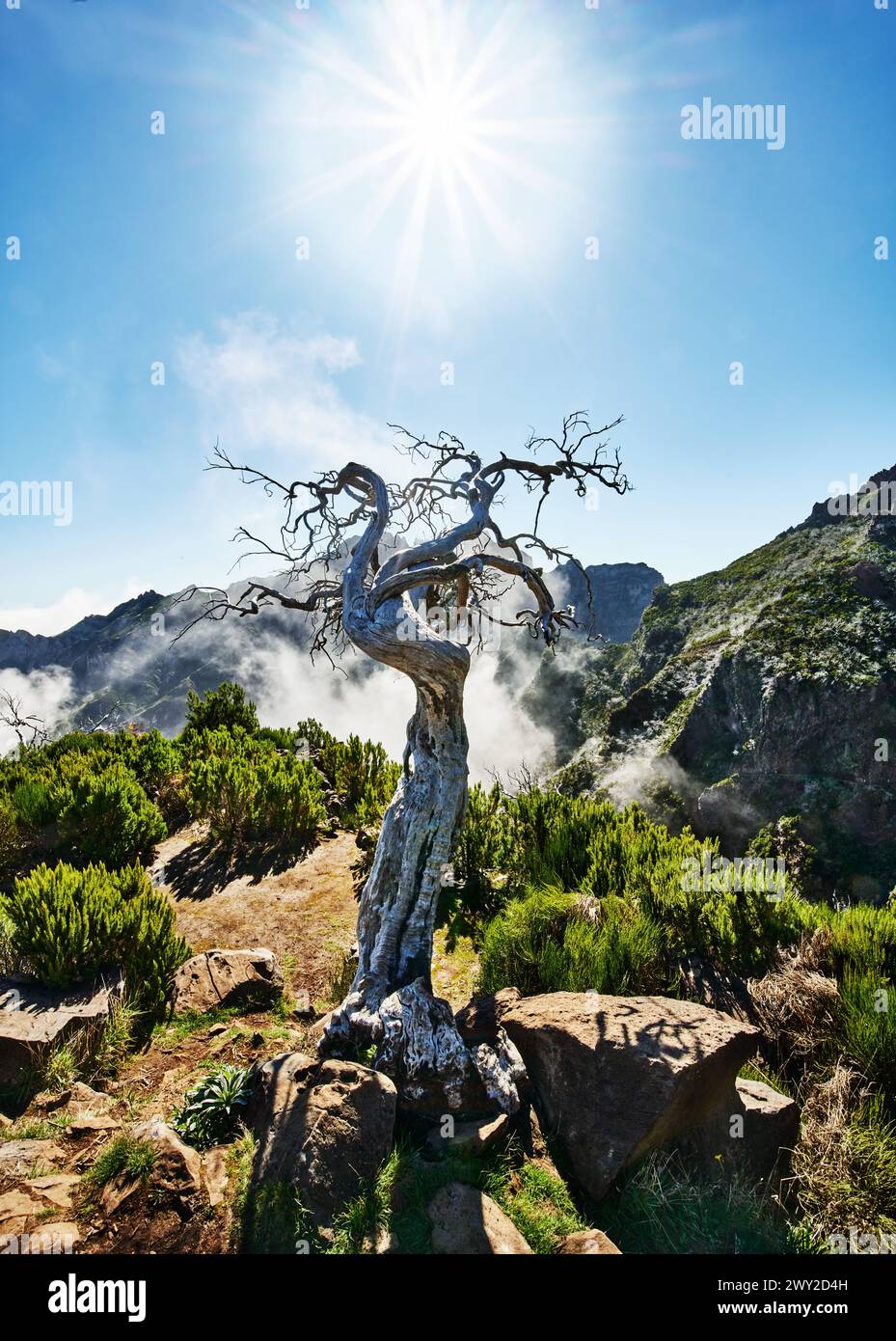 Baum auf der Spitze des Berges, PR1 Trail, Pico do Arierio zum Pico Ruivo Wanderung, auf Madeira Insel, Portugal, Europa Stockfoto