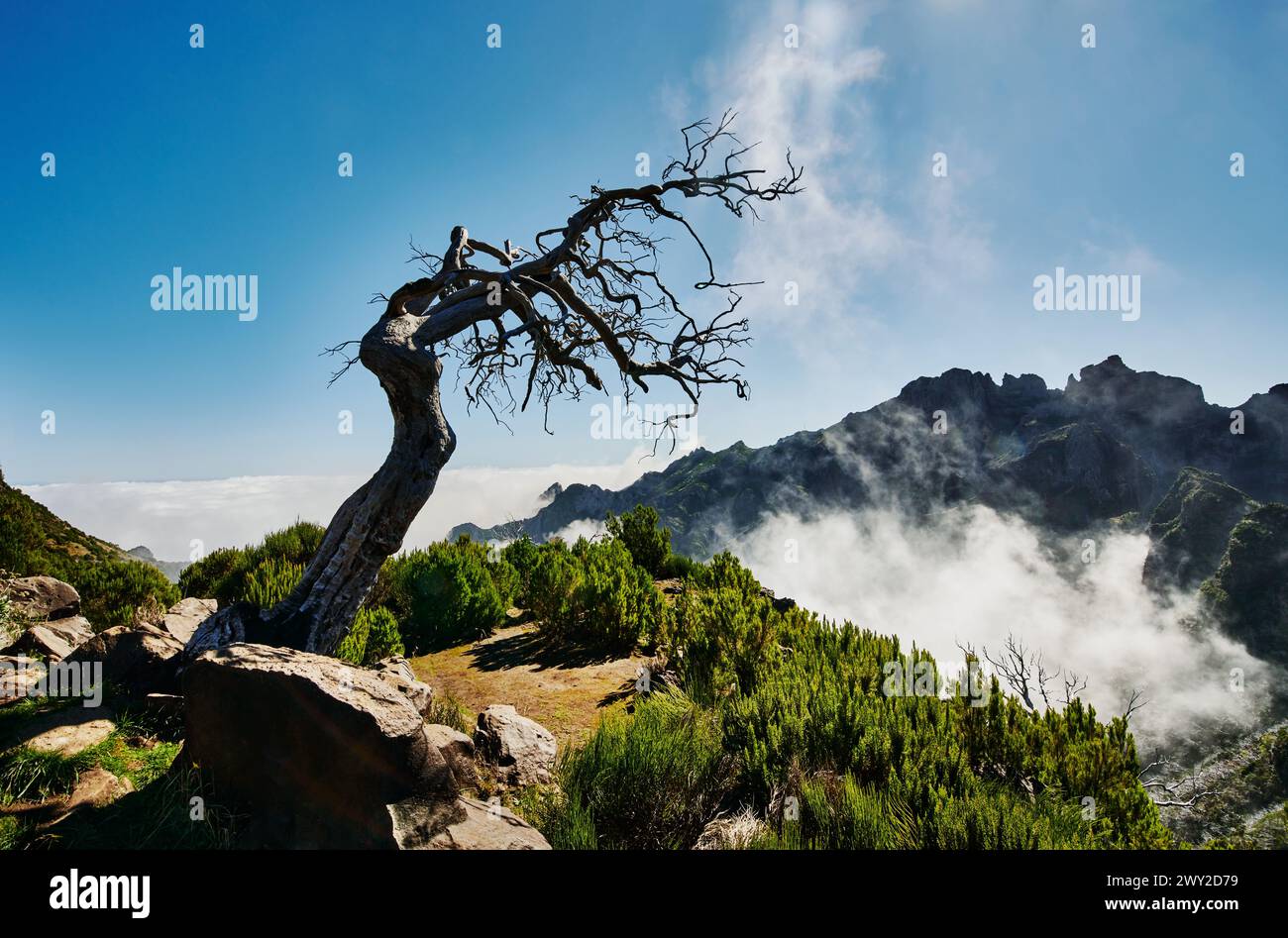 Baum auf der Spitze des Berges, PR1 Trail, Pico do Arierio zum Pico Ruivo Wanderung, auf Madeira Insel, Portugal, Europa Stockfoto