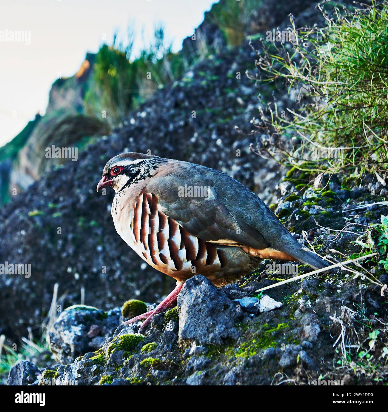 Nahaufnahme von Rebhühnern mit roten Beinen entlang des Pico do Arierio bis zur Wanderung Pico Ruivo (PR1) auf Madeira Island, Portugal, Europa Stockfoto