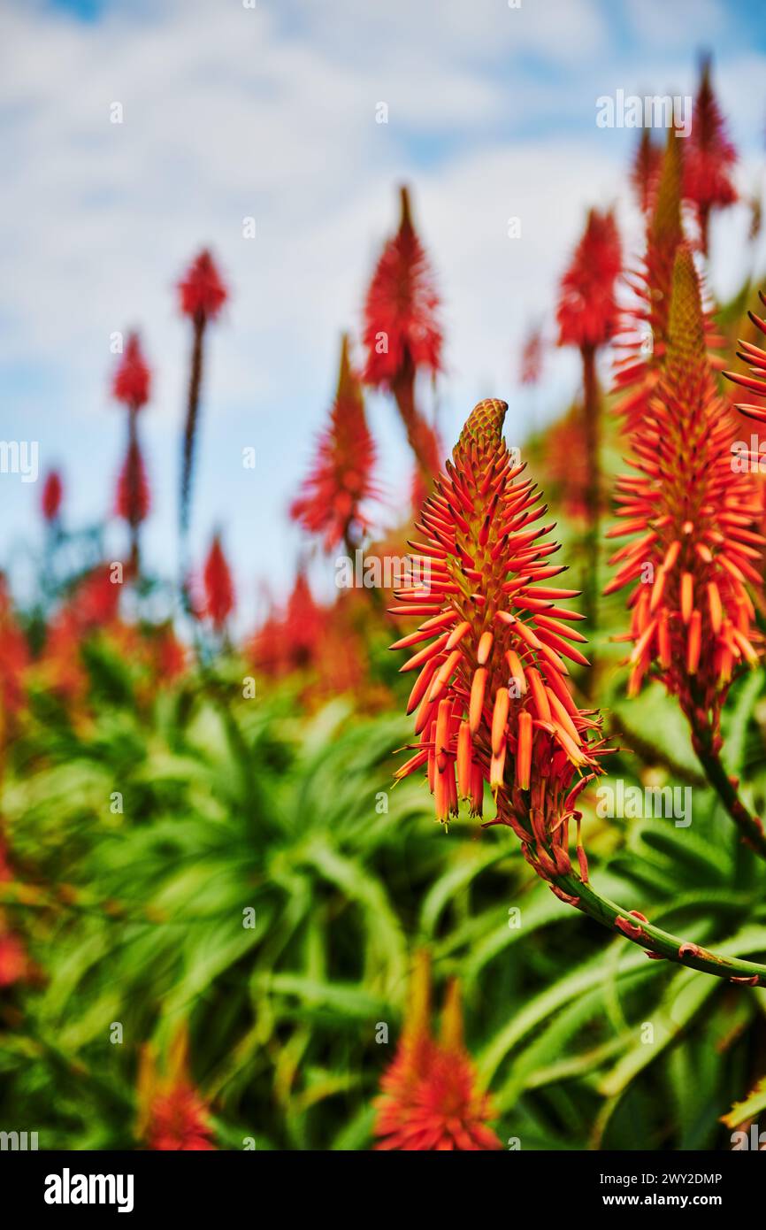 Blühende Aloe elgonica (Mt. Elgon Aloe), Machico, Portugal, Europa Stockfoto