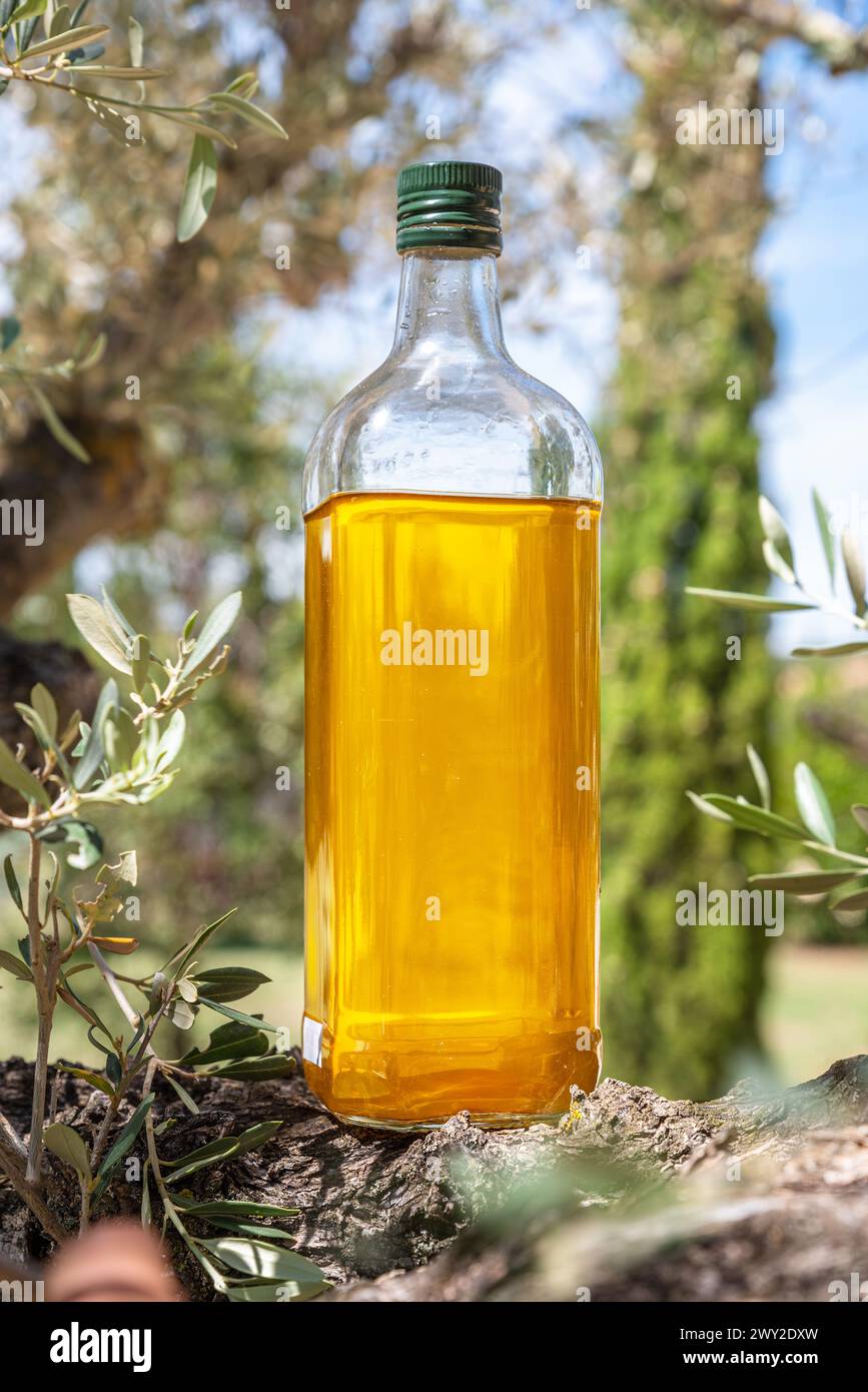 Eine Flasche Olivenöl befindet sich auf einem Olivenbaum im Garten. Verschwommener Naturhintergrund. Stockfoto