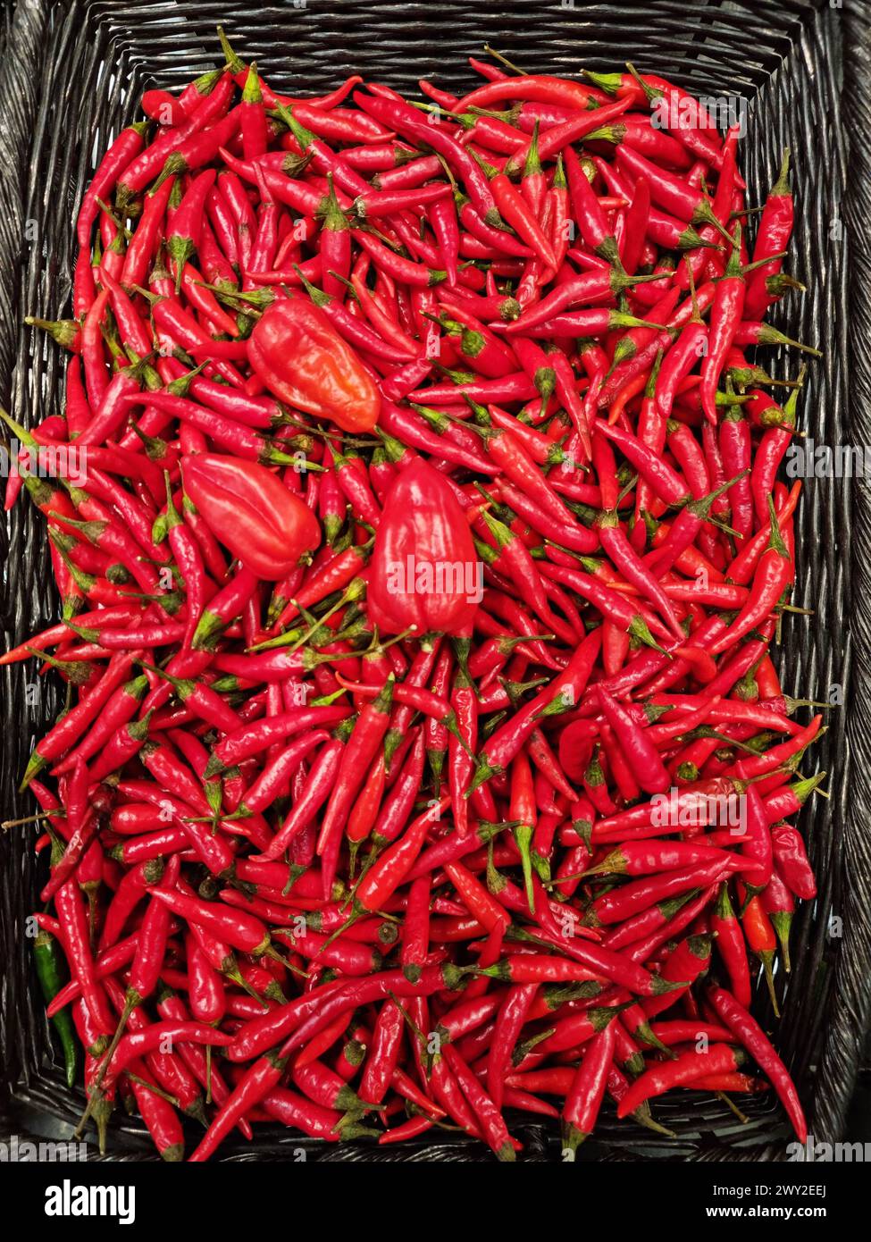 Viele rote Chilischoten oder Cayennepfeffer im Korb. Draufsicht. Stockfoto