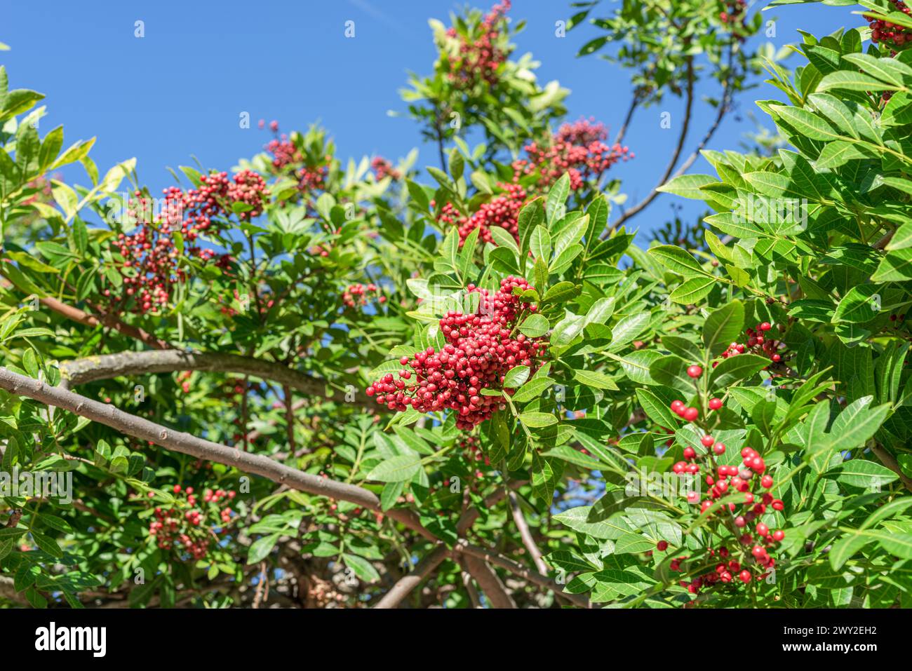 Frisches rosafarbenes Pfefferhorn auf peruanischem Pfefferzweig. Blauer Himmel im Hintergrund. Stockfoto