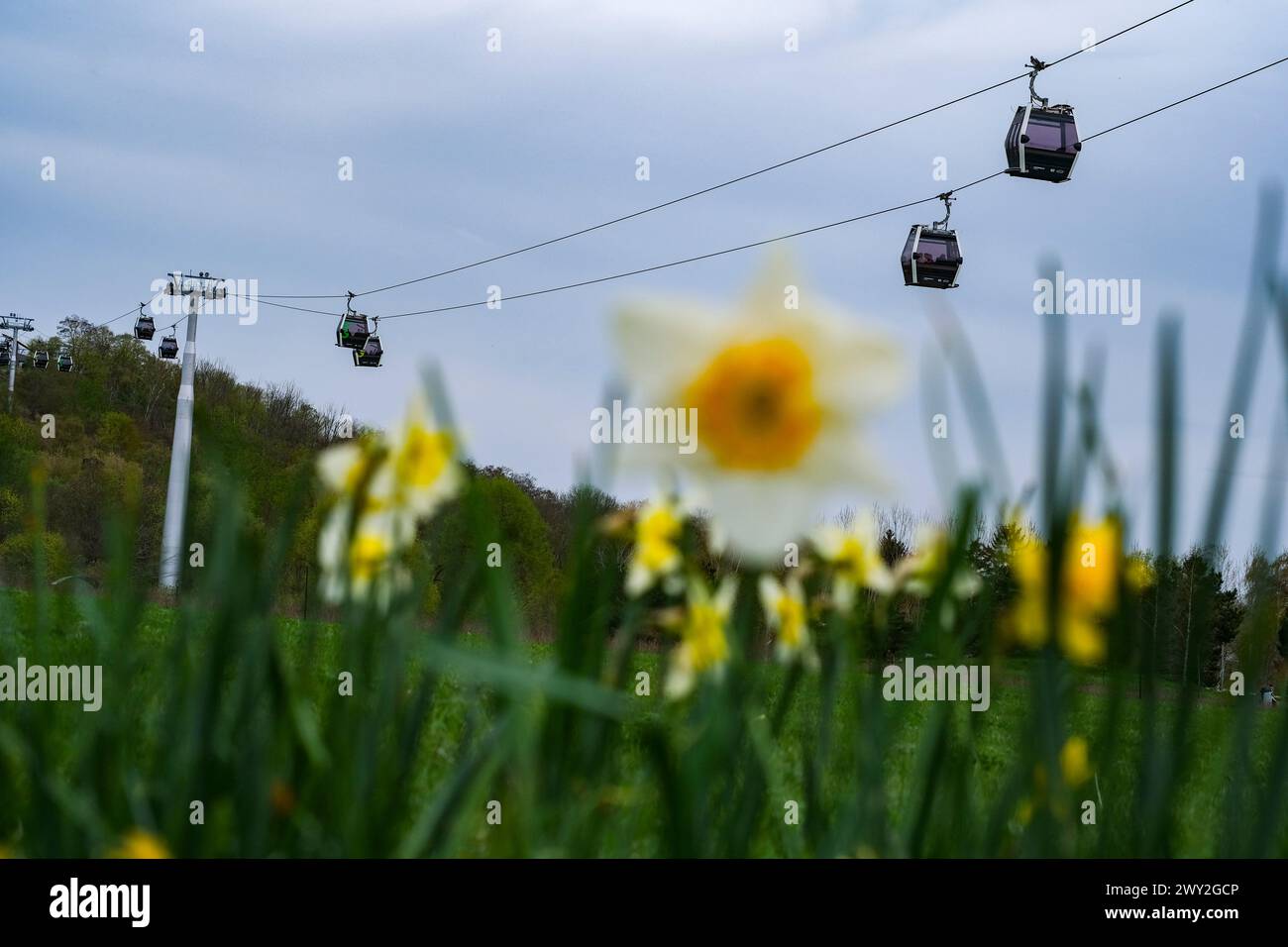 Berlin, Deutschland. April 2024. Hinter Narzissen ist die Seilbahn in