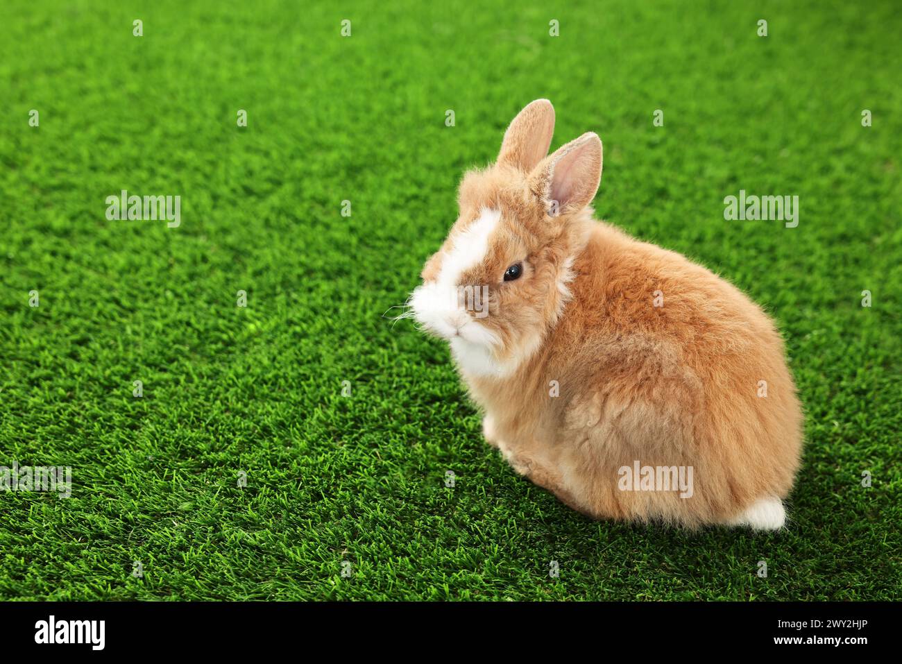 Süßes flauschiges Haustier-Kaninchen auf grünem Gras. Leerzeichen für Text Stockfoto