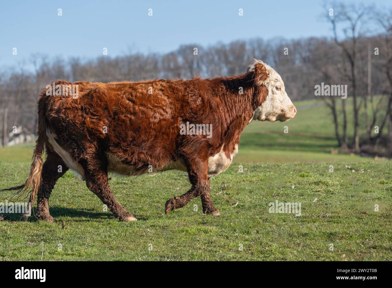 Braune und weiße Hereford-Rinder, die auf der Frühlingswiese in Pennsylvania weiden Stockfoto