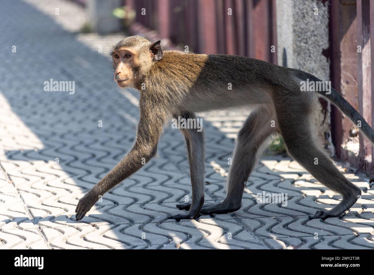 Ein junger Makak läuft auf dem Bürgersteig in Thailand Stockfoto