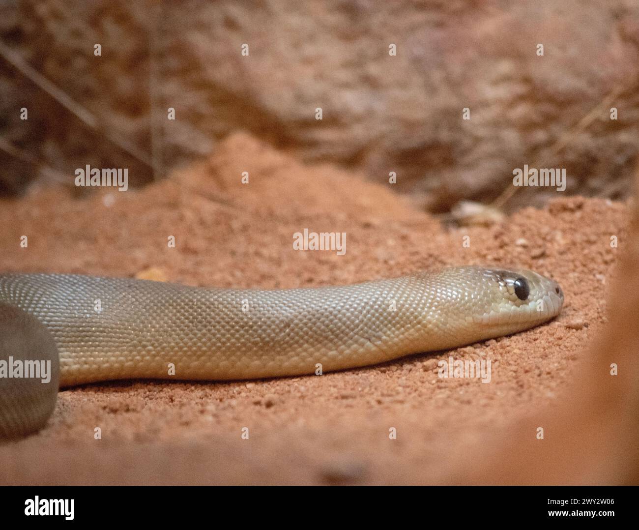 Die Woma-Schlange ist grau-braun oder goldbraun Python auf dem Rücken mit dunkelbraunen Bändern am Körper und einem gelben oder weißen Bauch. Stockfoto