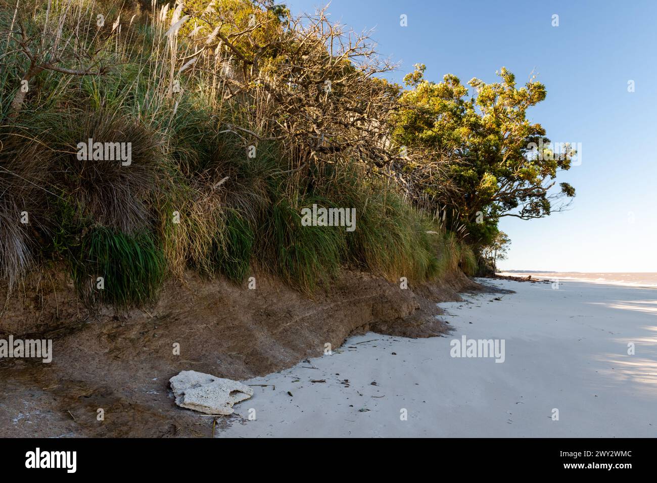 Ein felsiger Strand mit einem Baum im Hintergrund. Der Strand ist mit Sand bedeckt und der Baum ist hoch Stockfoto