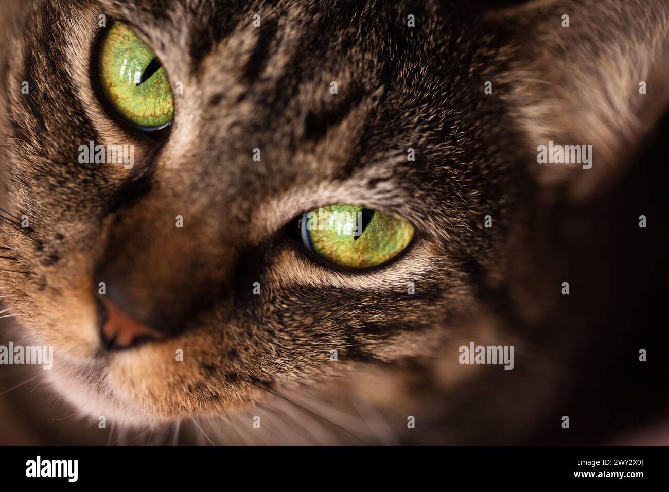 Makronaht einer Tabbykatze mit durchdringenden grünen Augen Stockfoto
