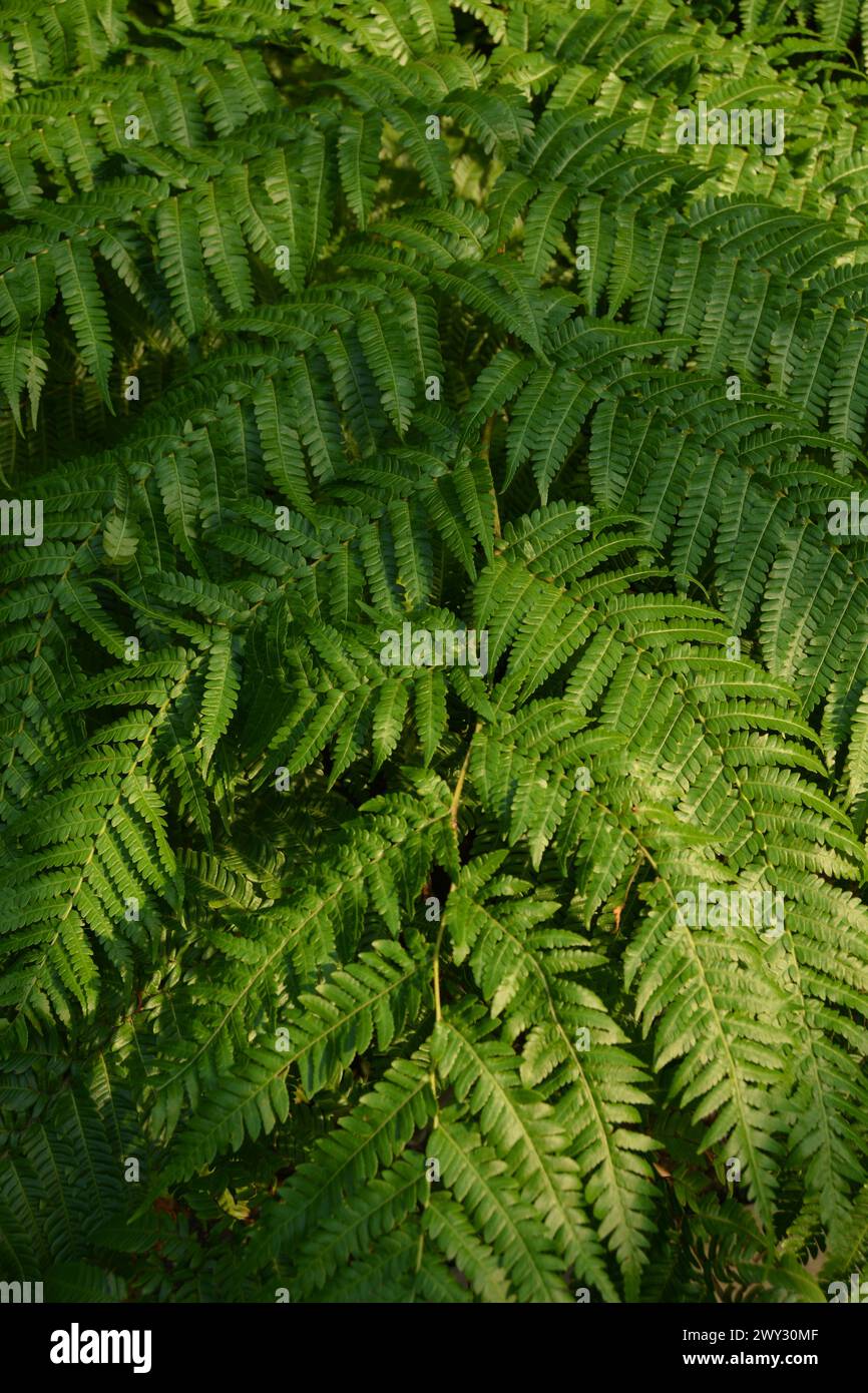 Farn hinterlässt den australischen Baumfarn Cyathea Cooperi Stockfoto
