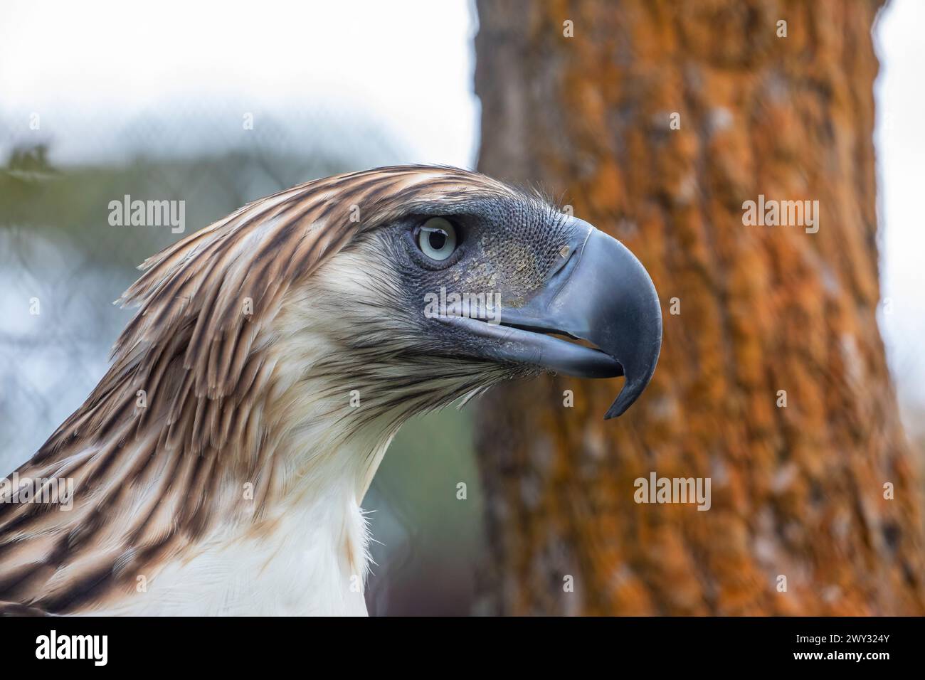 Der philippinische Adler (Pithecophaga jefferyi) ist eine kritisch gefährdete Adlerart, die in den Wäldern der Philippinen endemisch ist. Stockfoto