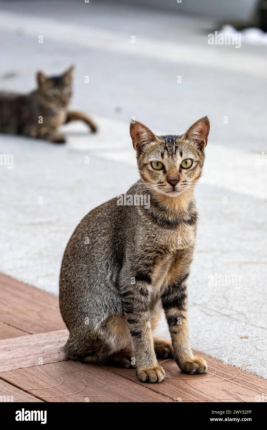 Die Tabbykatze spaziert am Strand von Batu Ferringhi. Das Hotel liegt an der Nordküste der Insel Penang Malaysia, dem besten Strandziel in Penang Stockfoto