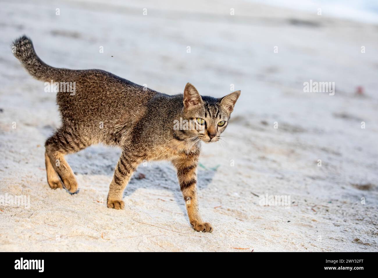 Die Tabbykatze spaziert am Strand von Batu Ferringhi. Das Hotel liegt an der Nordküste der Insel Penang Malaysia, dem besten Strandziel in Penang Stockfoto