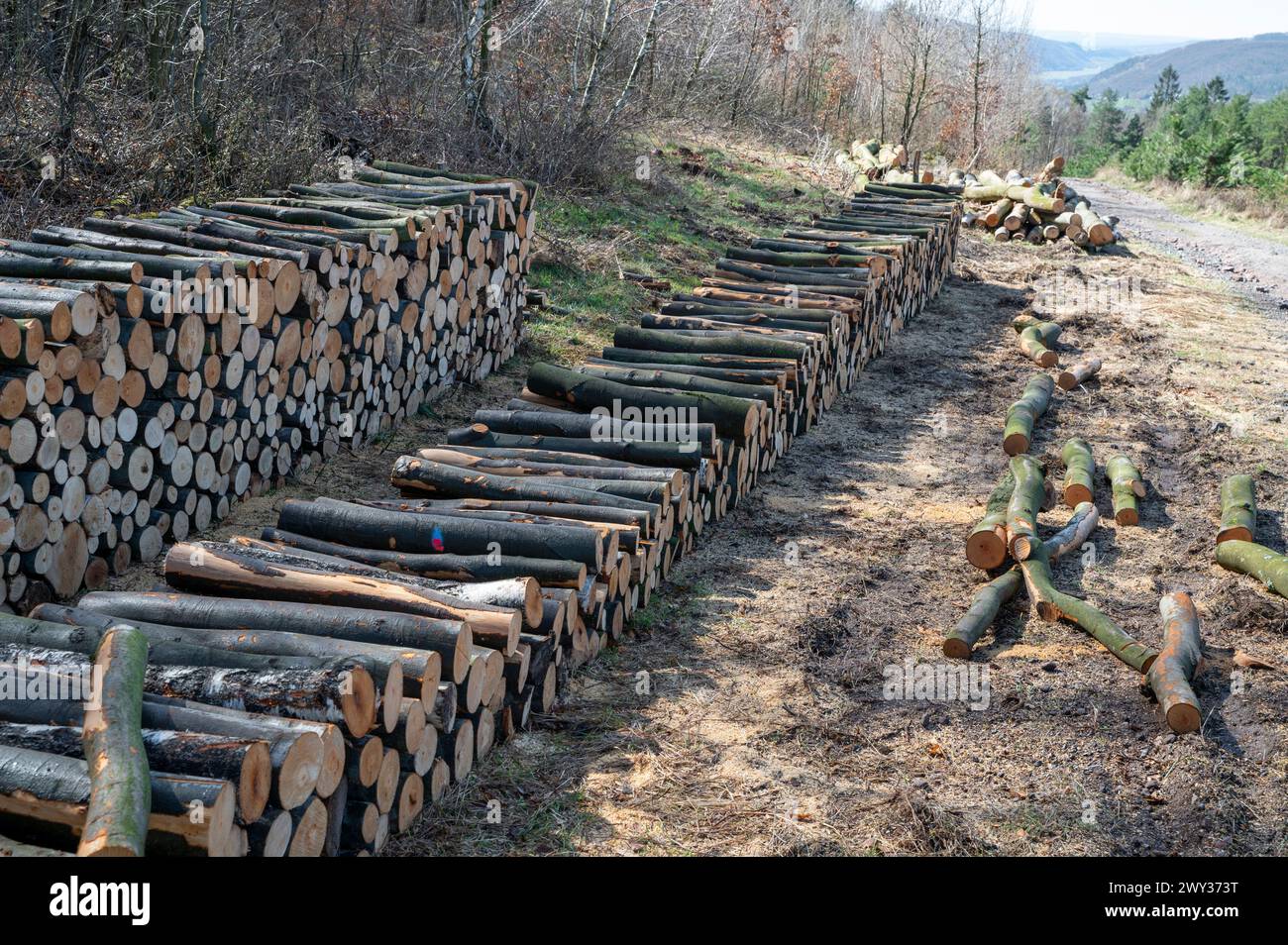 Ein Holzhaufen geschnittenes Holz im Wald. Ein großer Haufen abgehackter Buchen. Entwaldung. Stockfoto