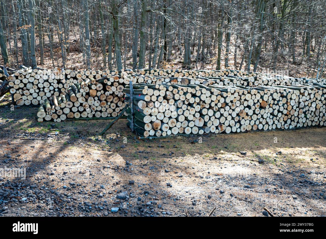 Ein Holzhaufen geschnittenes Holz im Wald. Ein großer Haufen abgehackter Buchen. Entwaldung. Stockfoto