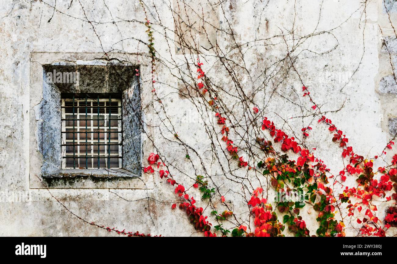 Alte Wand und Fenster mit roten Blumen, die an der Seite wachsen, Sintra, Portugal, Europa Stockfoto