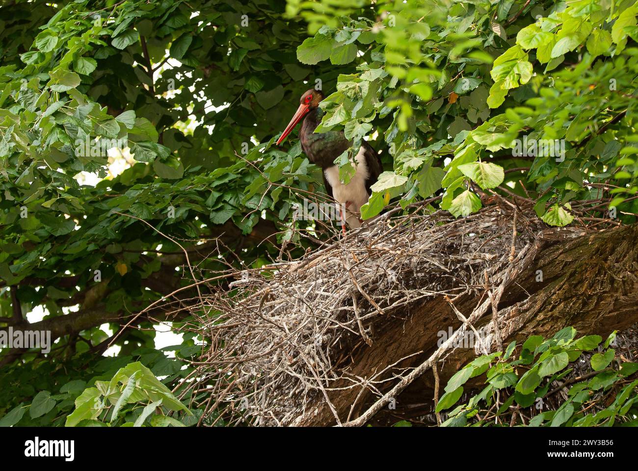 Schwarzstorch (Ciconia nigra) steht sicher auf seinem horst in der Nähe von Kresna, Bulgarien Stockfoto