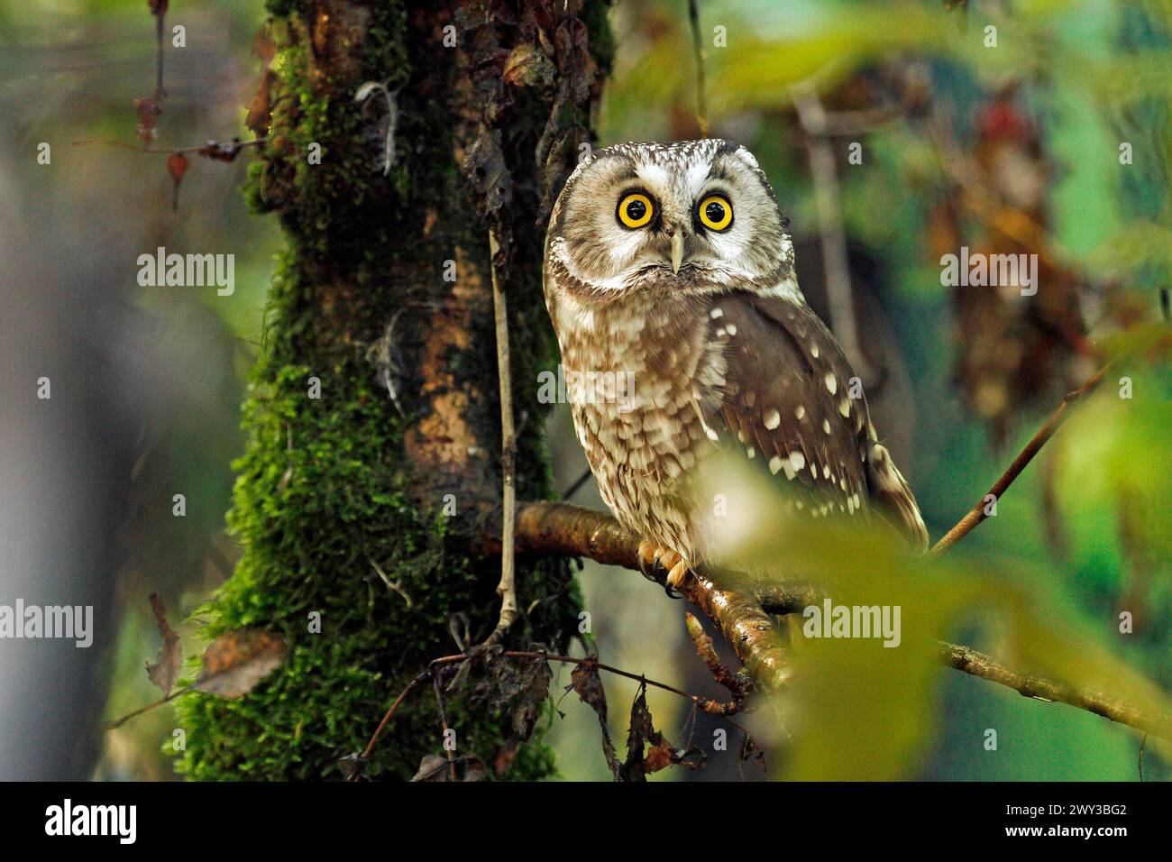 Tengmalmsche Eule (Aegolius funereus), Eule, Gefangener Stockfoto