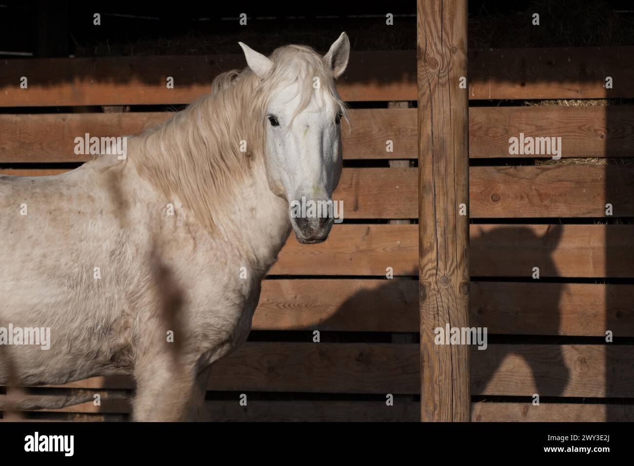 Weißes Pferd, camargue, frankreich Stockfoto