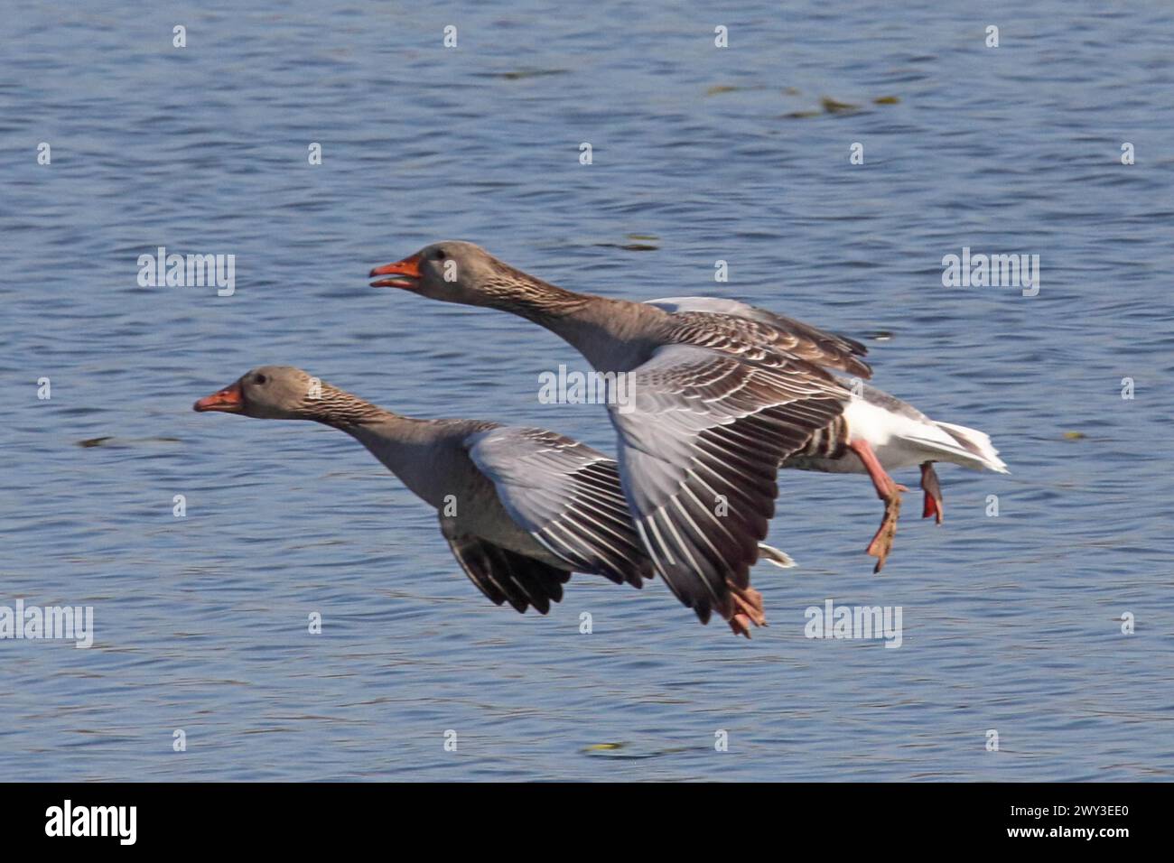 Graugans zwei Vögel mit offenen Flügeln, die links vor blauem Wasser fliegen Stockfoto