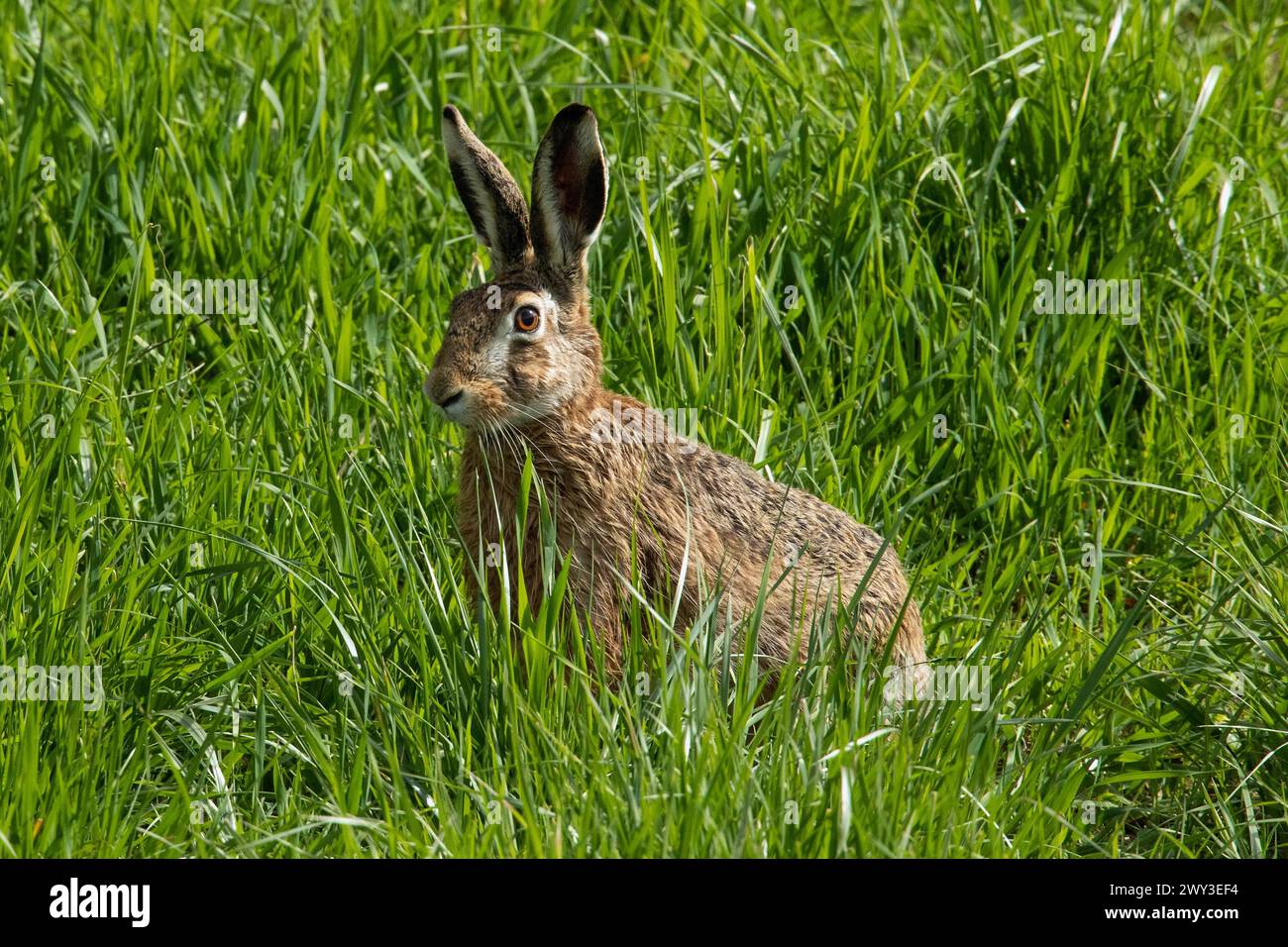 Brauner Hase, der auf grünem Gras sitzt und nach links blickt Stockfoto