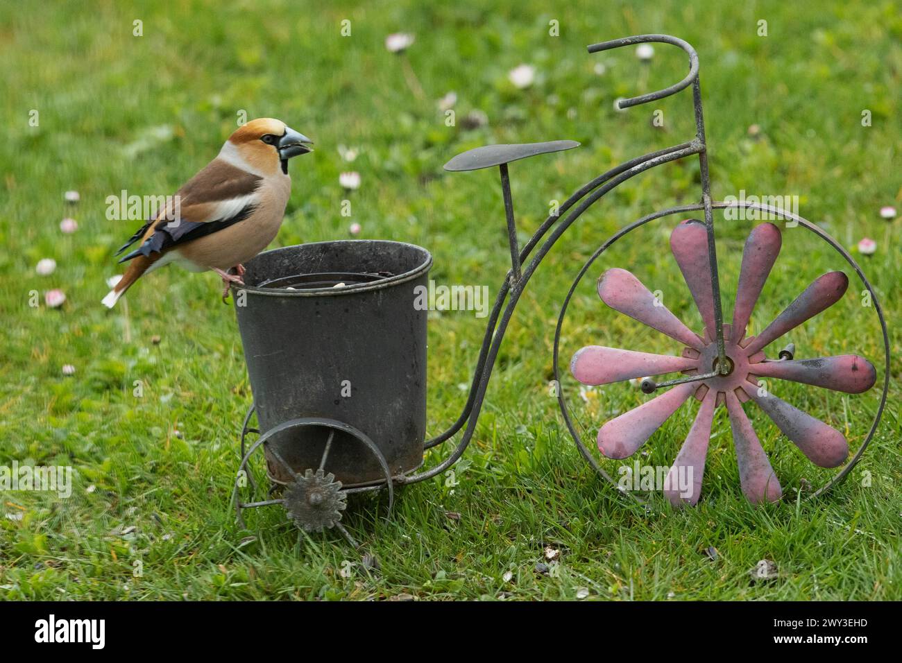 Männlicher Karettfink, der auf dem Fahrrad im grünen Gras auf der rechten Seite steht Stockfoto