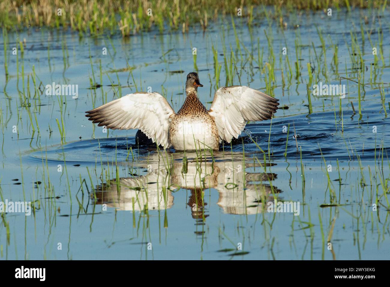 Gadwall mit offenen Flügeln und Reflexion, die im Wasser stehen und von vorne rechts schauen Stockfoto