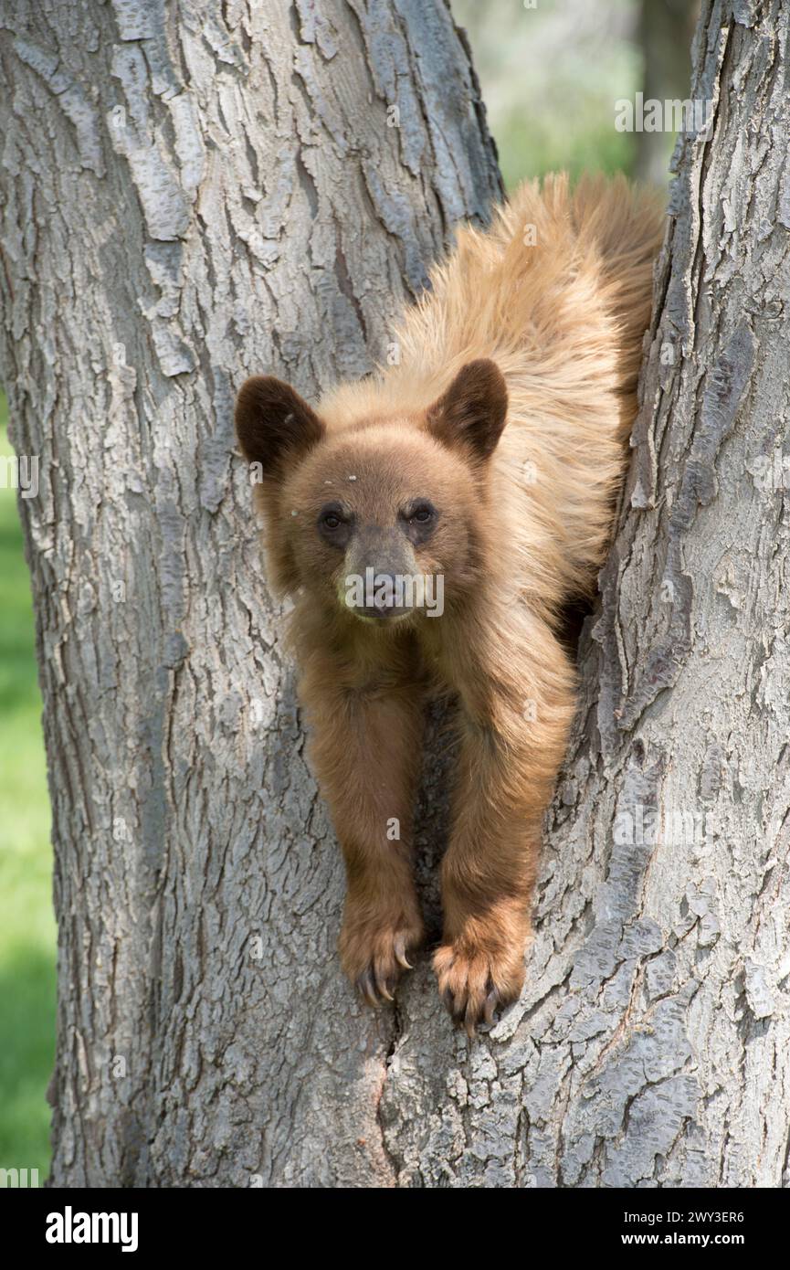 Schwarzbär (Zimtfarbe) Jungtier im Norden von Oregon Stockfoto