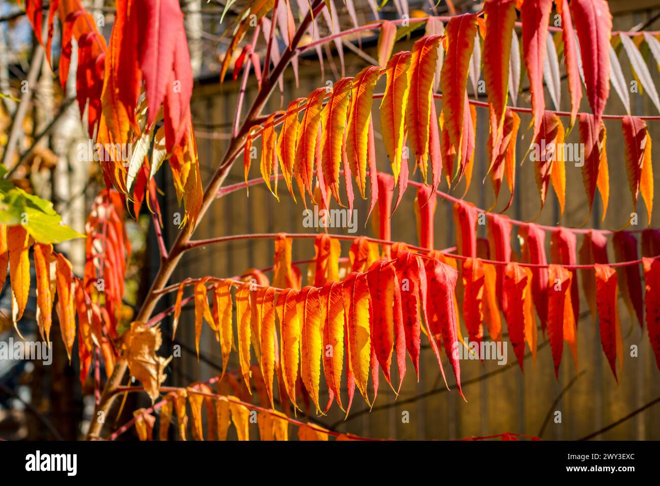 Hellrot-gelbe Blätter schließen sich, Herbst im Oktober, schöner Hintergrund Stockfoto