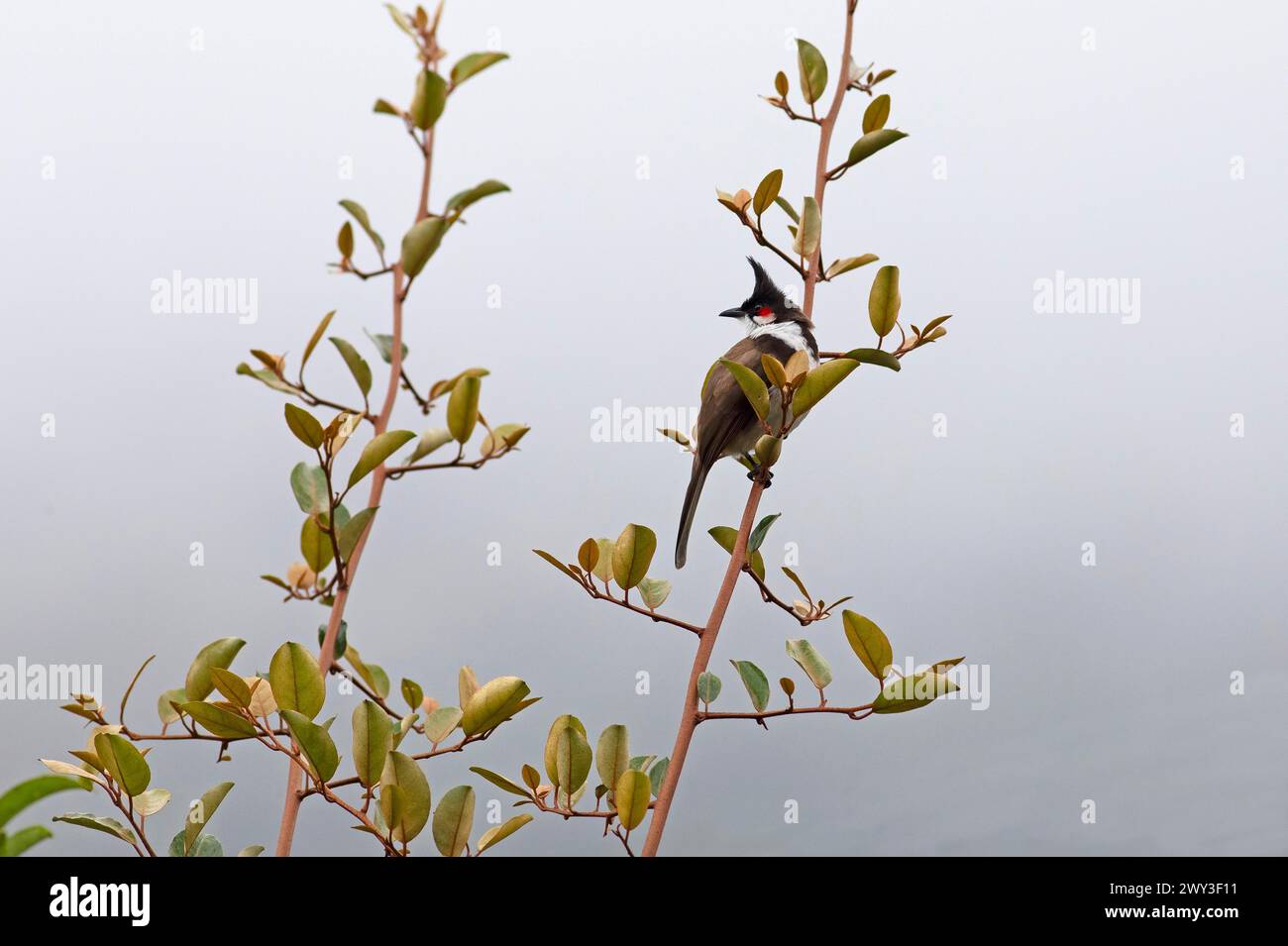 Bulbul (Pycnonotus cafer) oder Bulbul im Eravikulam Nationalpark, Kannan Devan Hills, Munnar, Kerala, Indien Stockfoto