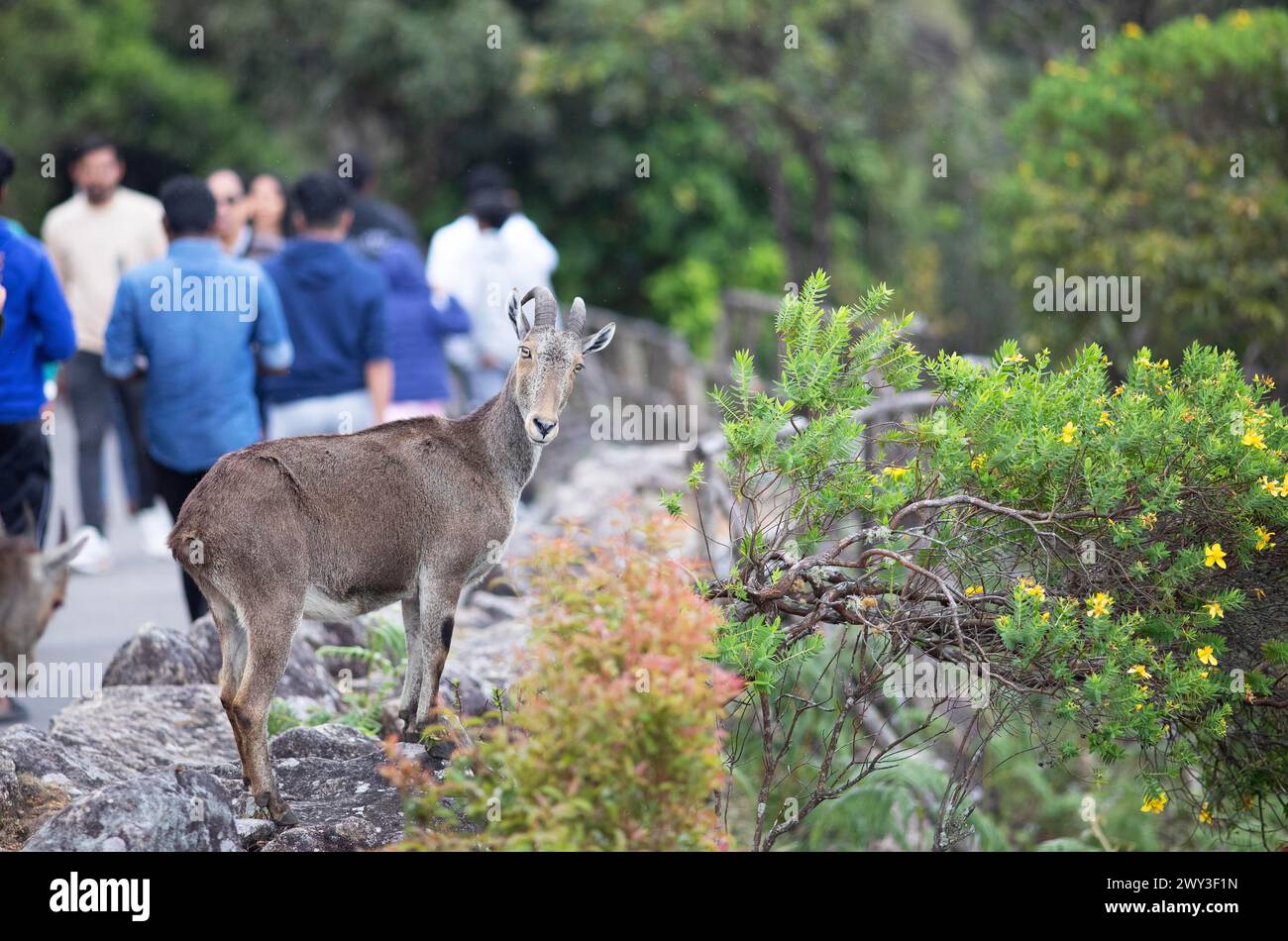 Nilgiri tahr (Nilgiritragus hylocrius, bis 2005 Hemitragus hylocrius) oder endemische Ziegenarten im Eravikulam-Nationalpark, hinter dem Park Stockfoto