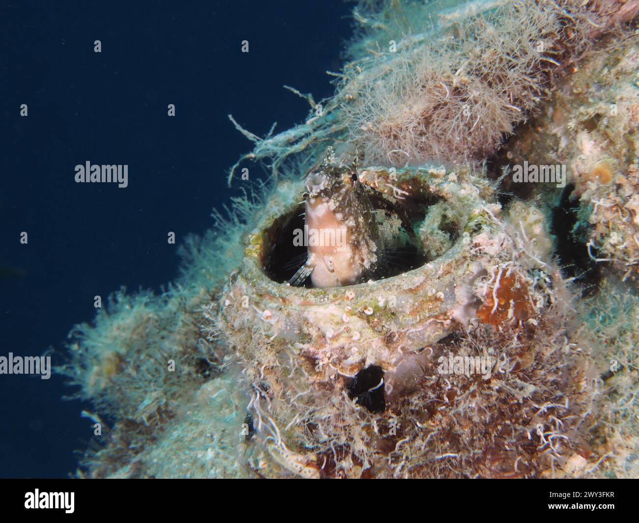 Ein Säbelzahnblenny (Petroscirtes mitratus) bewohnt einen Plastikkanister, Meeresverschmutzung, Tauchplatz House Reef, Mangrove Bay, El Quesir, Rotes Meer Stockfoto