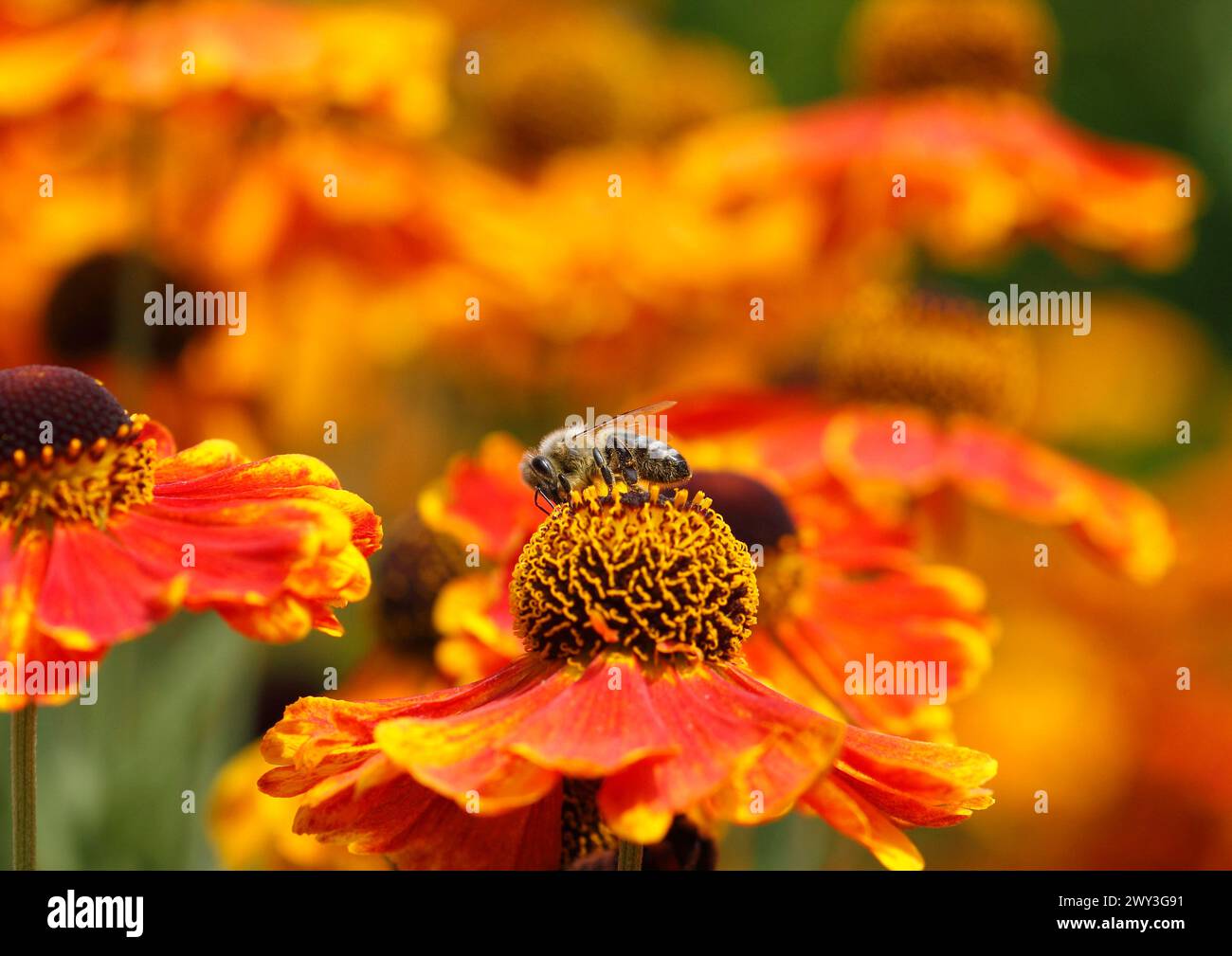 Sneezeweed (Helenium) mit Honigbiene (APIs mellifera), Nordrhein-Westfalen, Deutschland Stockfoto