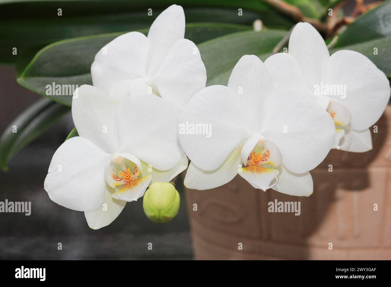 Weiße Orchidee (Phalaenopsis), Blüten im Blumentopf, Nordrhein-Westfalen, Deutschland Stockfoto