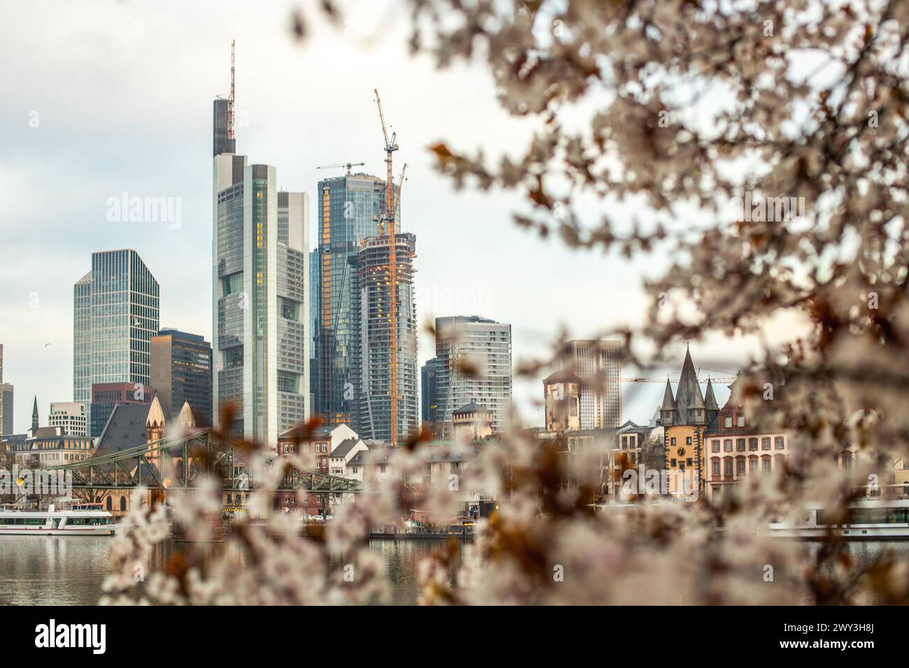 Kirschblüten am Flussufer im Zentrum einer Großstadt. Frühling mit Blick auf die Skyline des Bankenviertels und die Wolkenkratzer von Stockfoto