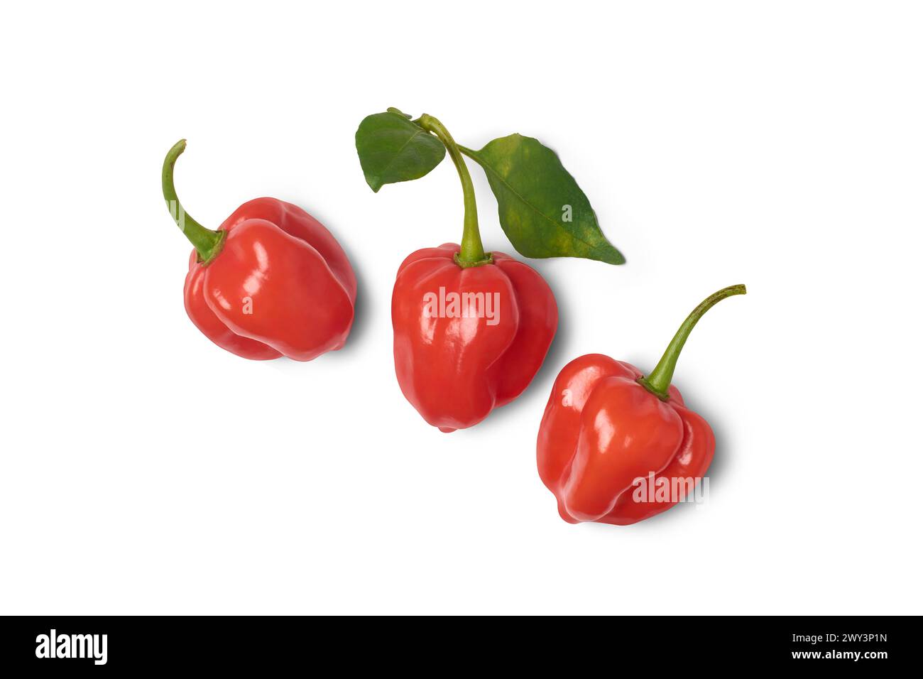 Drei rote Habanero-Chili-Paprika isolierter weißer Hintergrund, Paprika Chinense, heißeste Gewürze mit faltiger oder genoppter Haut intensiver Würze Stockfoto