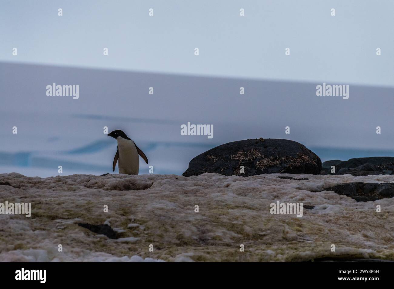 Eindruck der Adelie-Pinguin-Pygoscelis adeliae-Kolonie, in der Nähe der Fischinseln, auf der Antarktischen Halbinsel Stockfoto