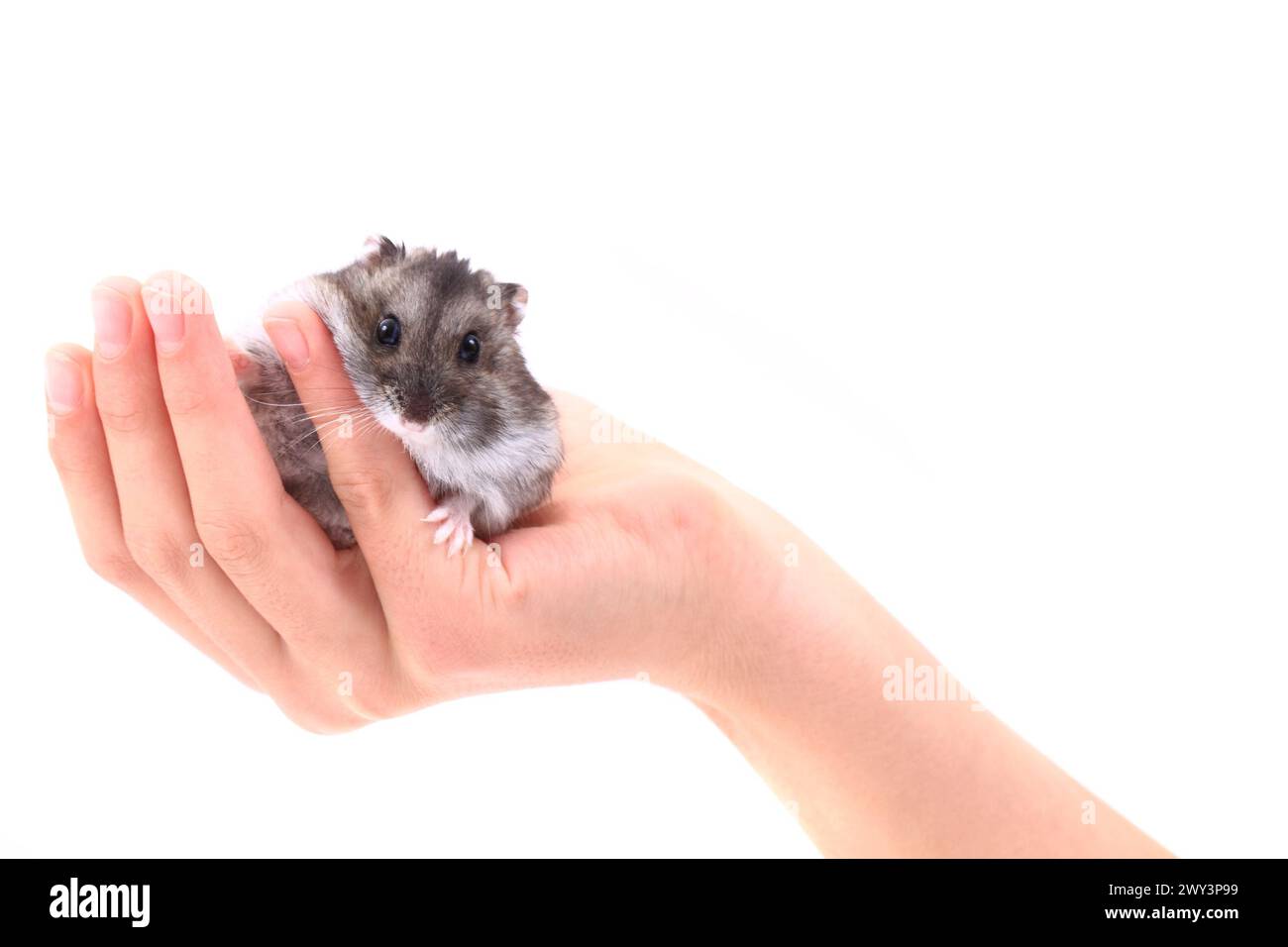 dzungarische Maus in menschlichen Händen isoliert auf weißem Hintergrund Stockfoto