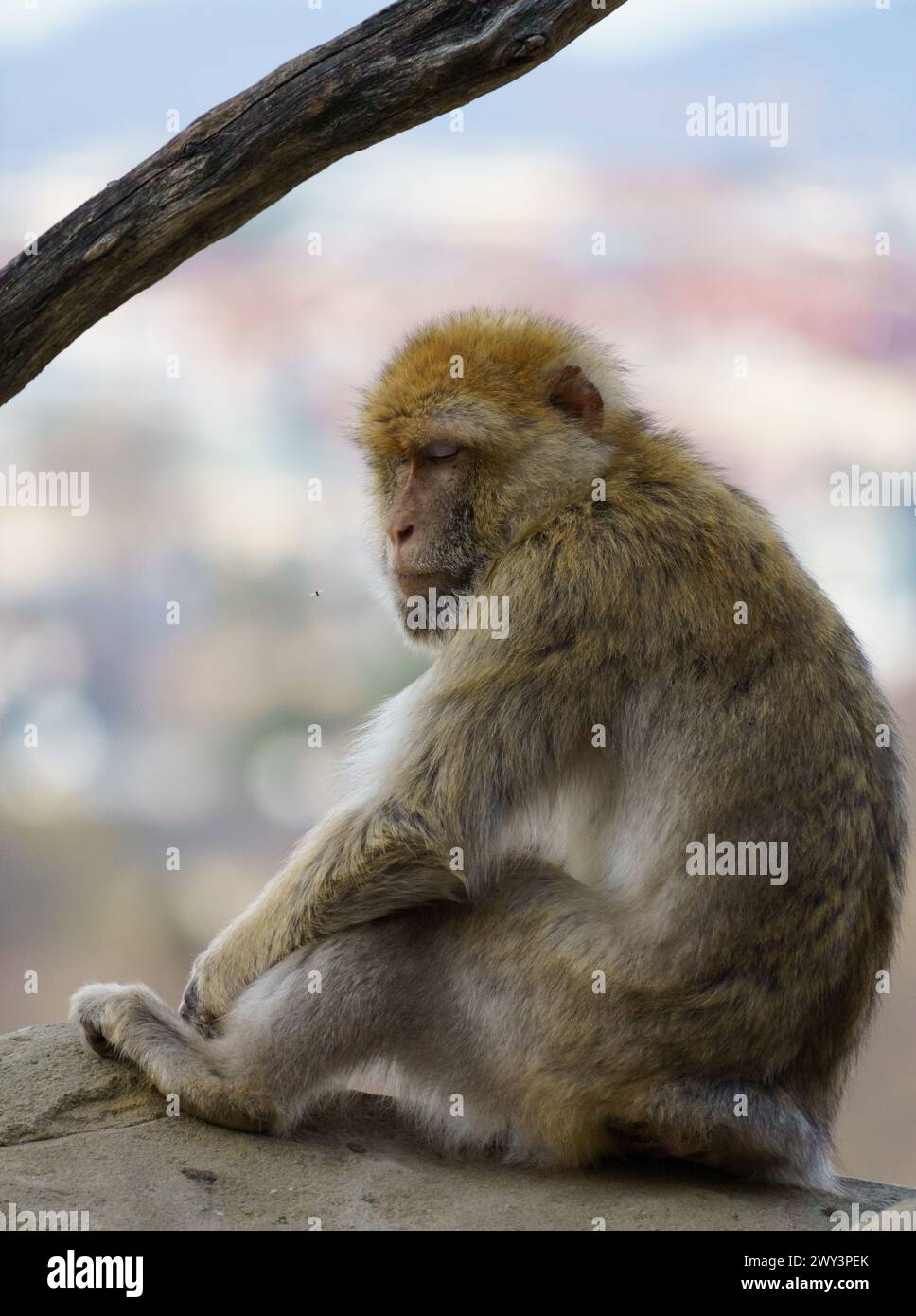 Berbermakaken (Macaca sylvanus oder Berberaffen oder Magot), die im Atlasgebirge Algeriens und Marokkos zusammen mit einer kleinen Population von Uncerta gefunden wurden Stockfoto