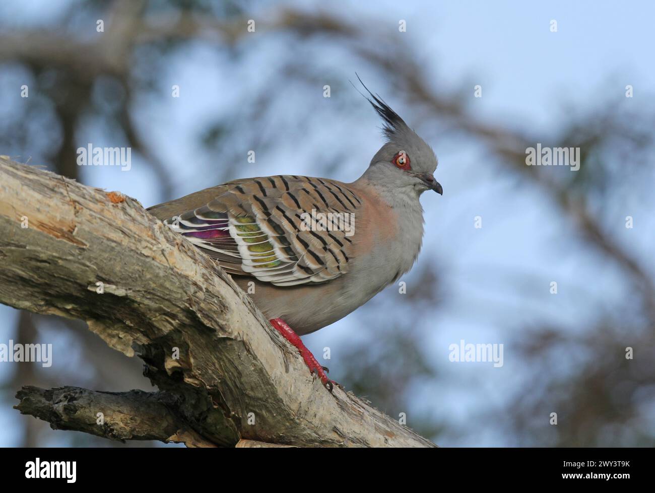 Haubentaubenvogel sitzt auf einem Ast in einem Baum Stockfoto