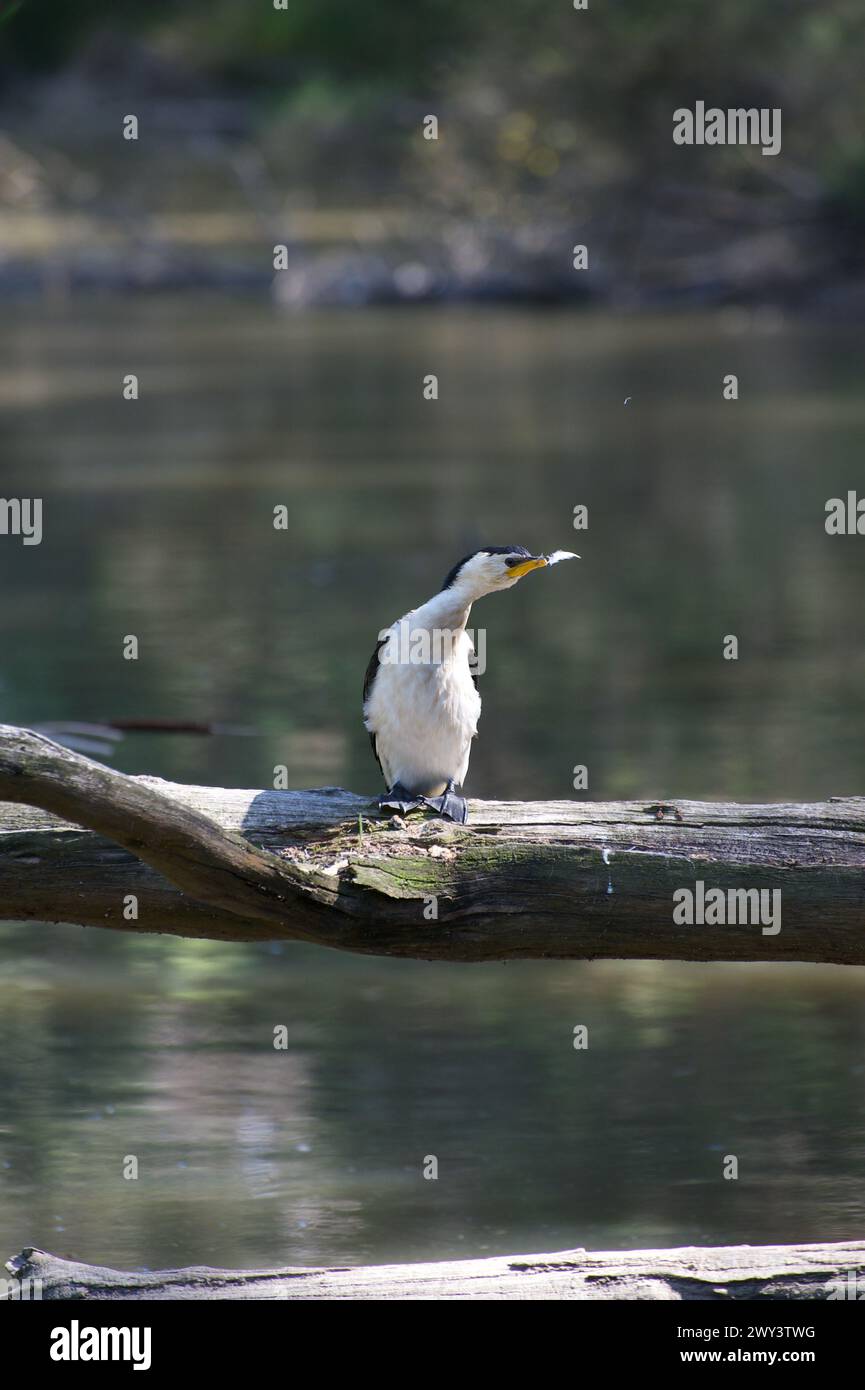 „Ich gebe auf“. Ein kleiner Rattenkormoran (Phalacrocorax Melanoleucos) schwingt eine weiße Feder in der Kapitulation im Blackburn Lake Reserve in Victoria. Stockfoto