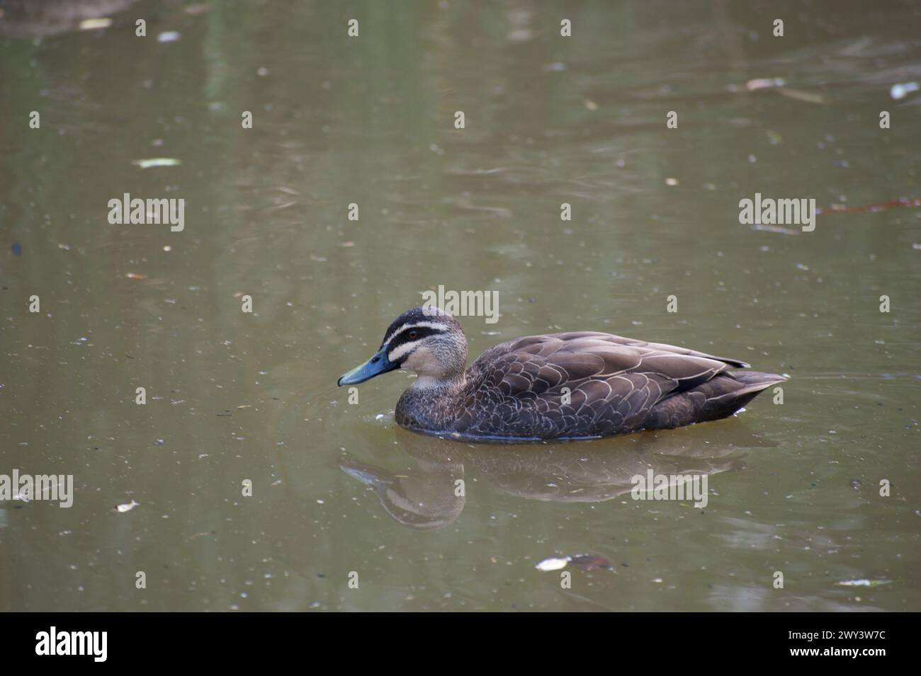 Der wahrscheinlich häufigste Wasservogel Australiens - die Pacific Black Enck (Anas Superciliosa) kann überall dort gesehen werden, wo Süßwasser ist. Stockfoto