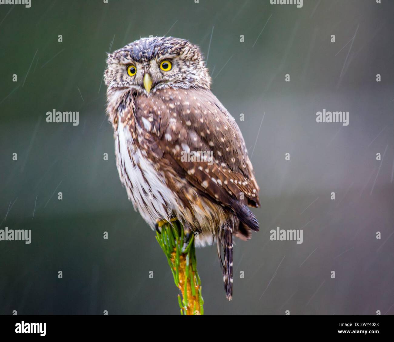 Eine Eule sitzt im Herbstregen auf einer Tanne. Zwergkeule (Glaucidium passerinum) in den borealen Wäldern Nordosteuropas - einer der kleinen Stockfoto